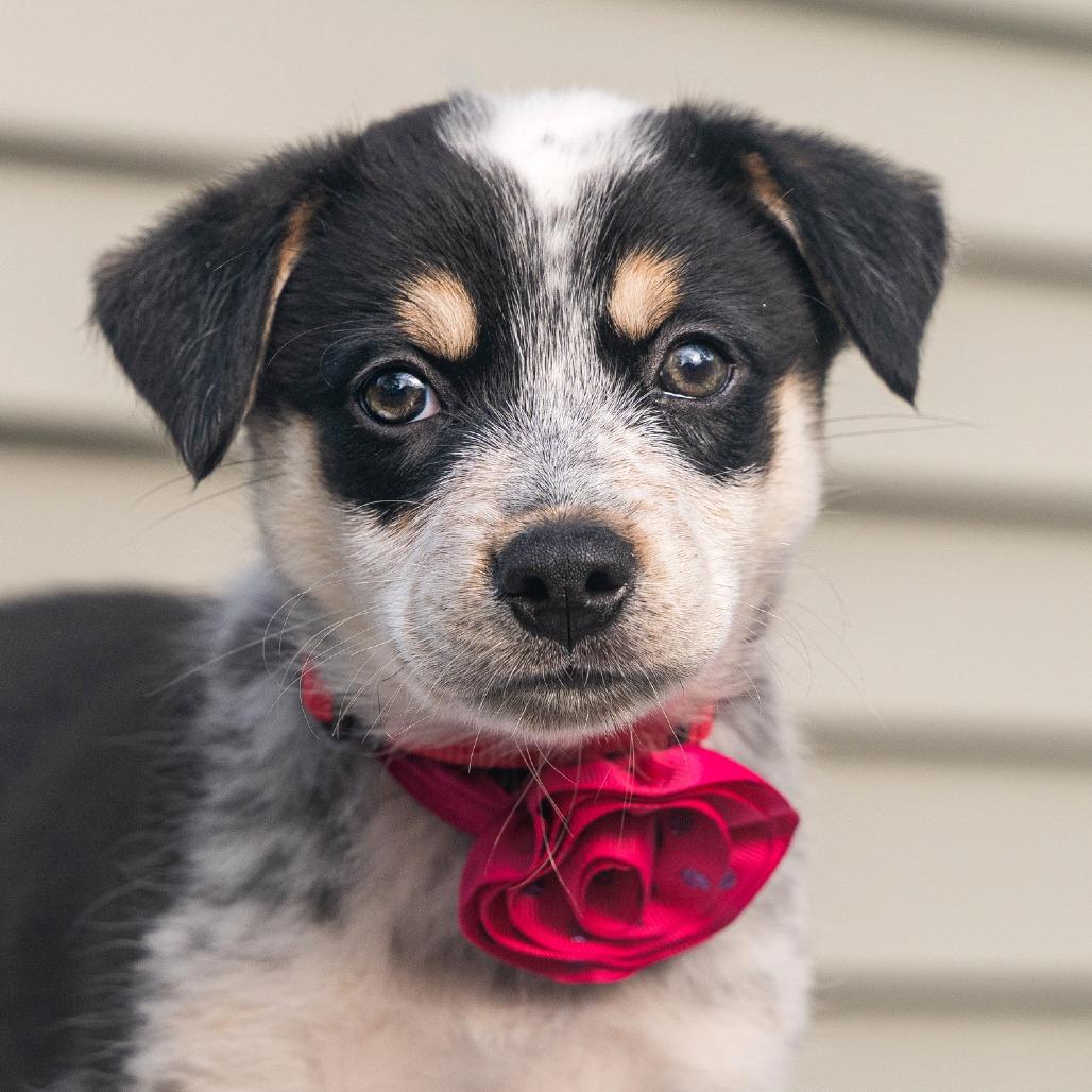 Enlarge Chloe, a Adoptable mixed breed in Cincinnati, OH image 1/3
