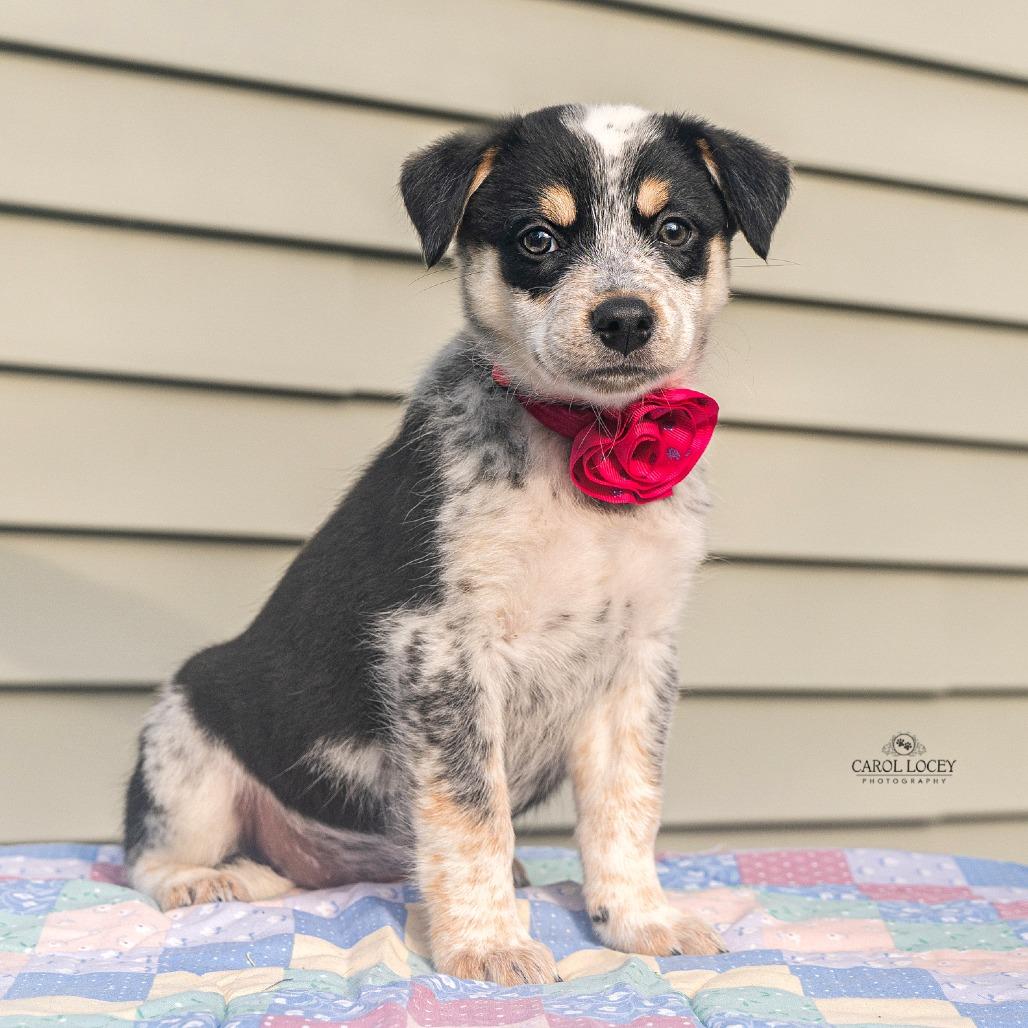 Enlarge Chloe, a Adoptable mixed breed in Cincinnati, OH image 2/3