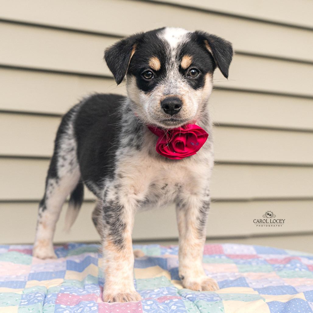 Enlarge Chloe, a Adoptable mixed breed in Cincinnati, OH image 3/3