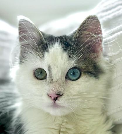 Enlarge Cannoli, a ADOPTABLE Domestic Medium Hair in Tiburon, CA image 1/3