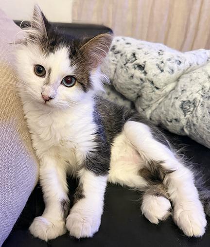 Enlarge Cannoli, a ADOPTABLE Domestic Medium Hair in Tiburon, CA image 2/3