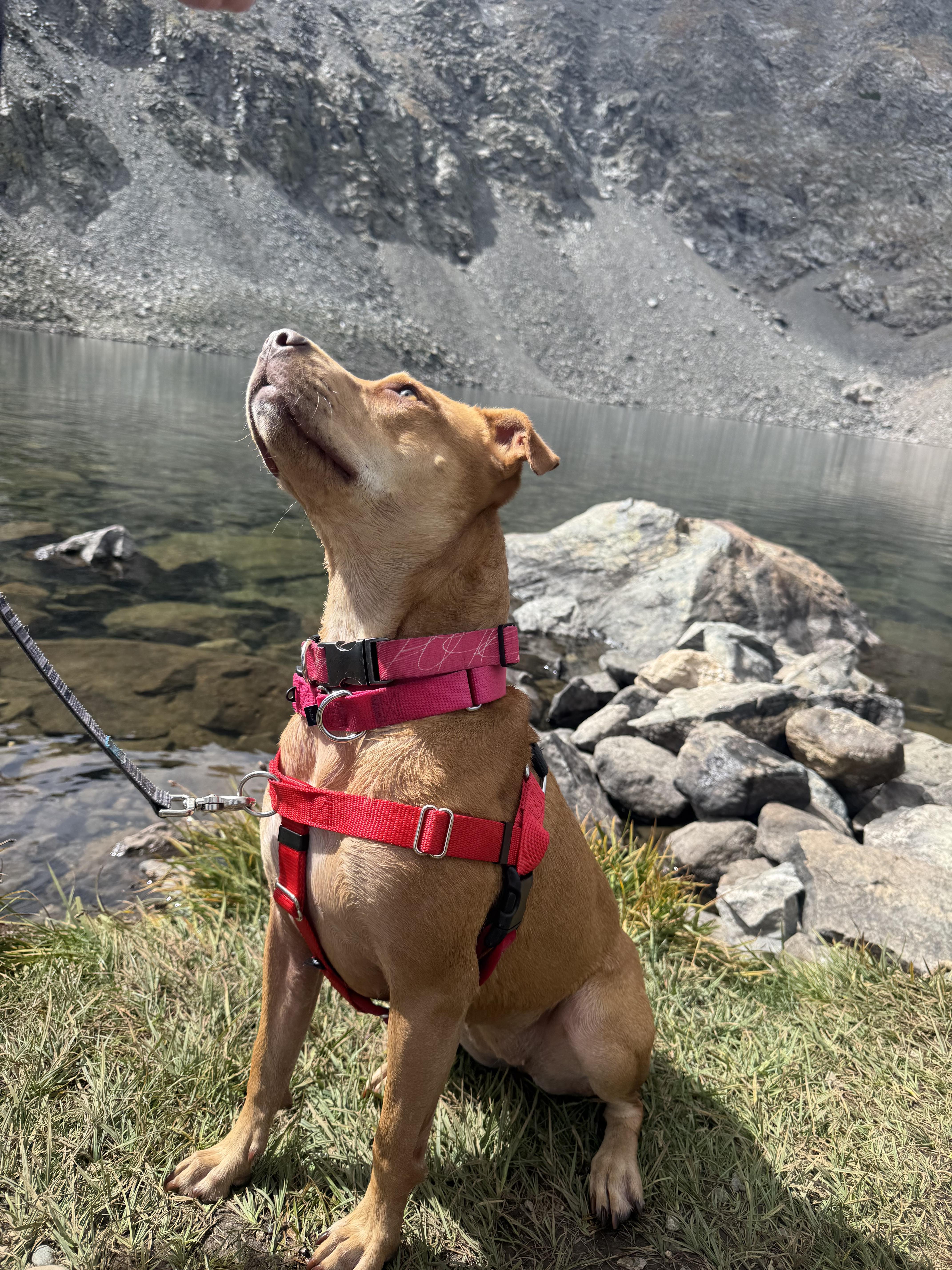 Sheba aka Nala, Adoptable, Young Female Pit Bull Terrier & Mixed Breed.