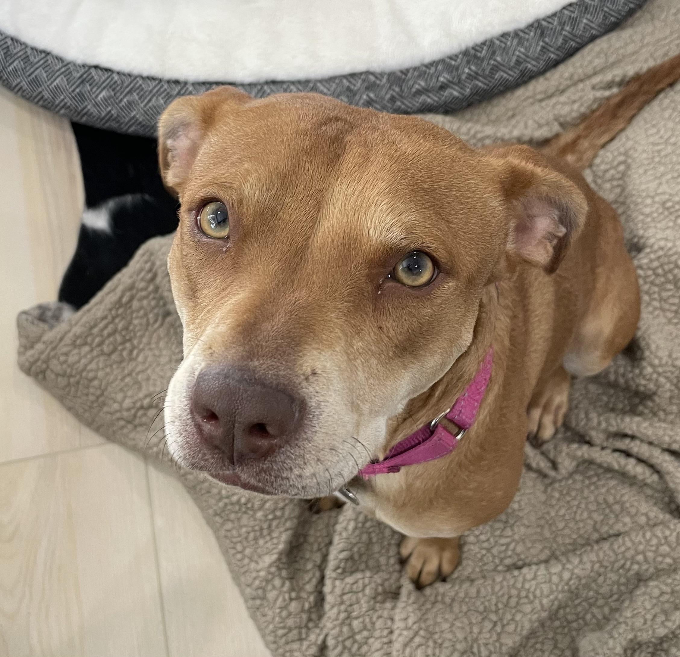 Enlarge Sheba aka Nala, a Adoptable mixed breed in Windsor, CO image 2/6
