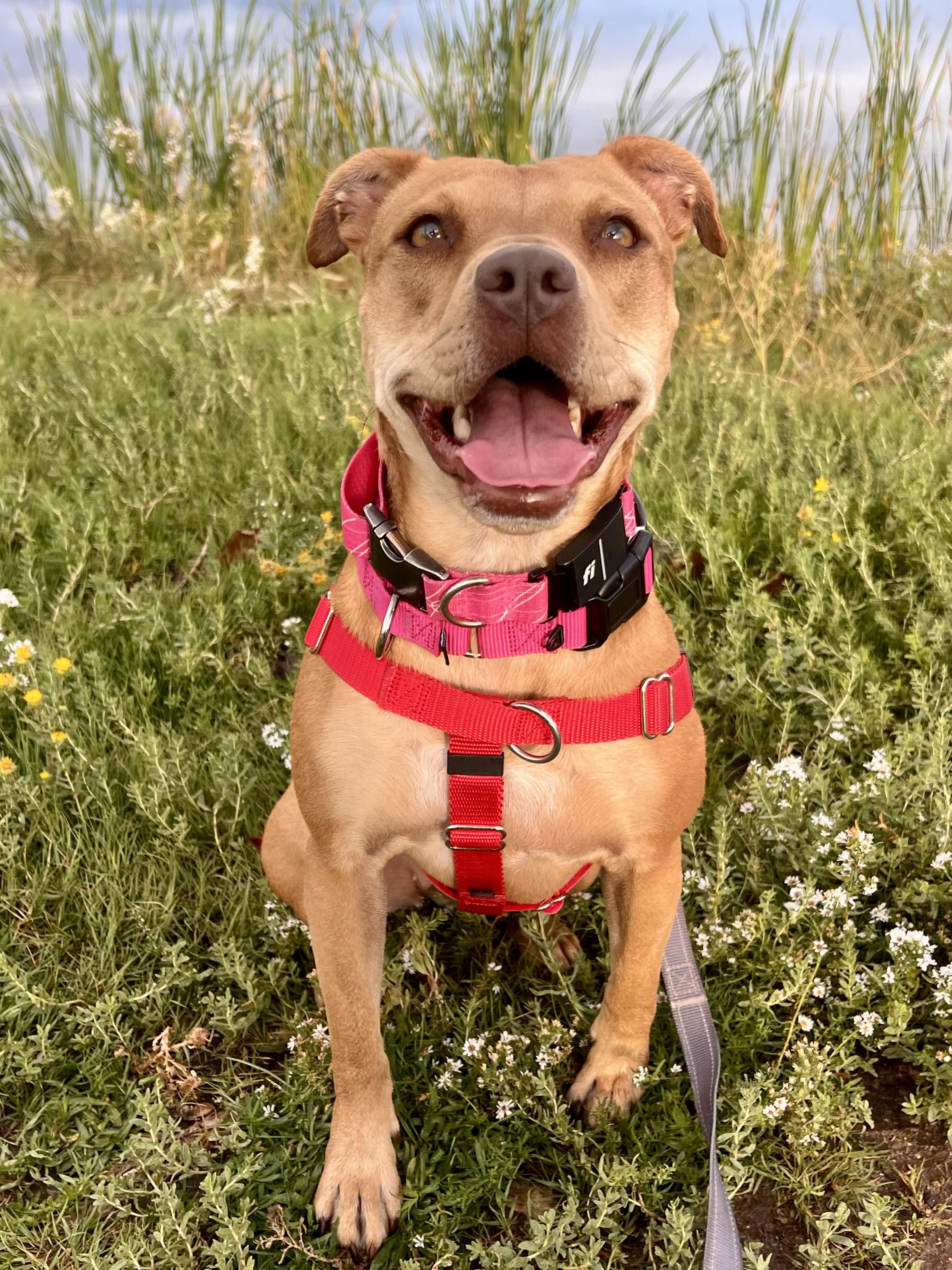 Enlarge Sheba aka Nala, a Adoptable mixed breed in Windsor, CO image 3/6