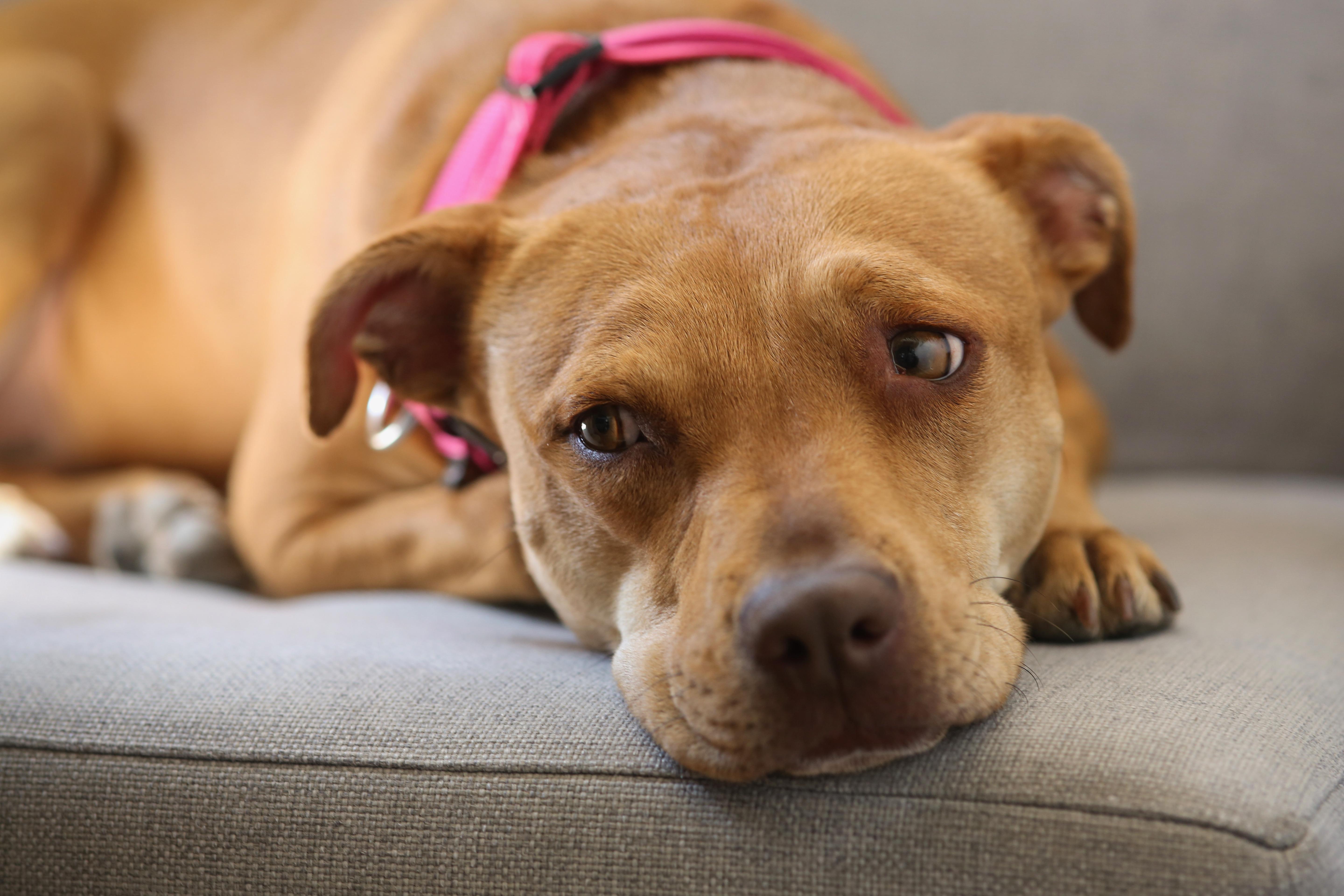 Enlarge Sheba aka Nala, a Adoptable mixed breed in Windsor, CO image 4/6