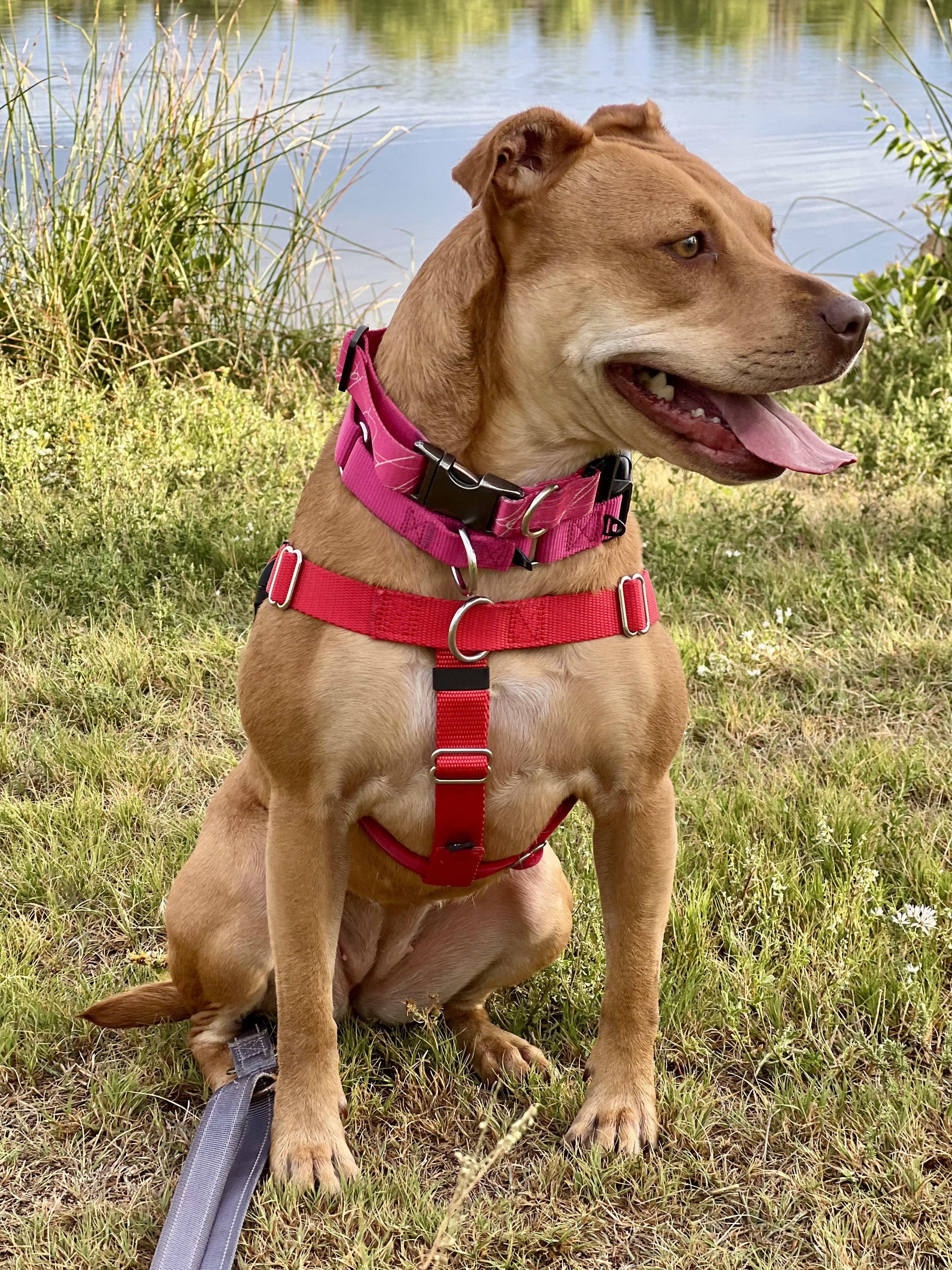 Enlarge Sheba aka Nala, a Adoptable mixed breed in Windsor, CO image 5/6