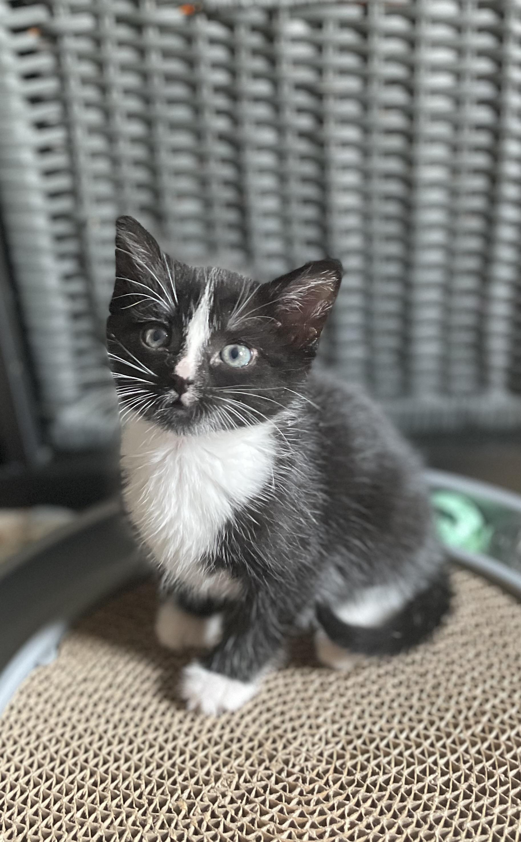 Enlarge Georgina, an adopted Domestic Short Hair in Mississauga, ON image 1/4