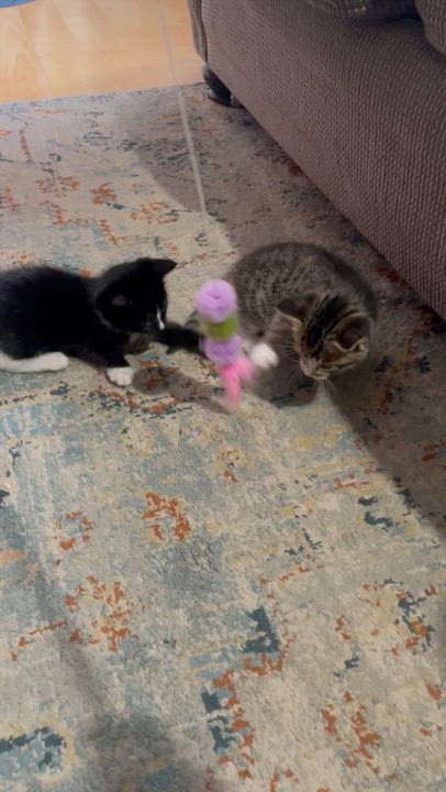 Enlarge Georgina, an adopted Domestic Short Hair in Mississauga, ON video 4/4