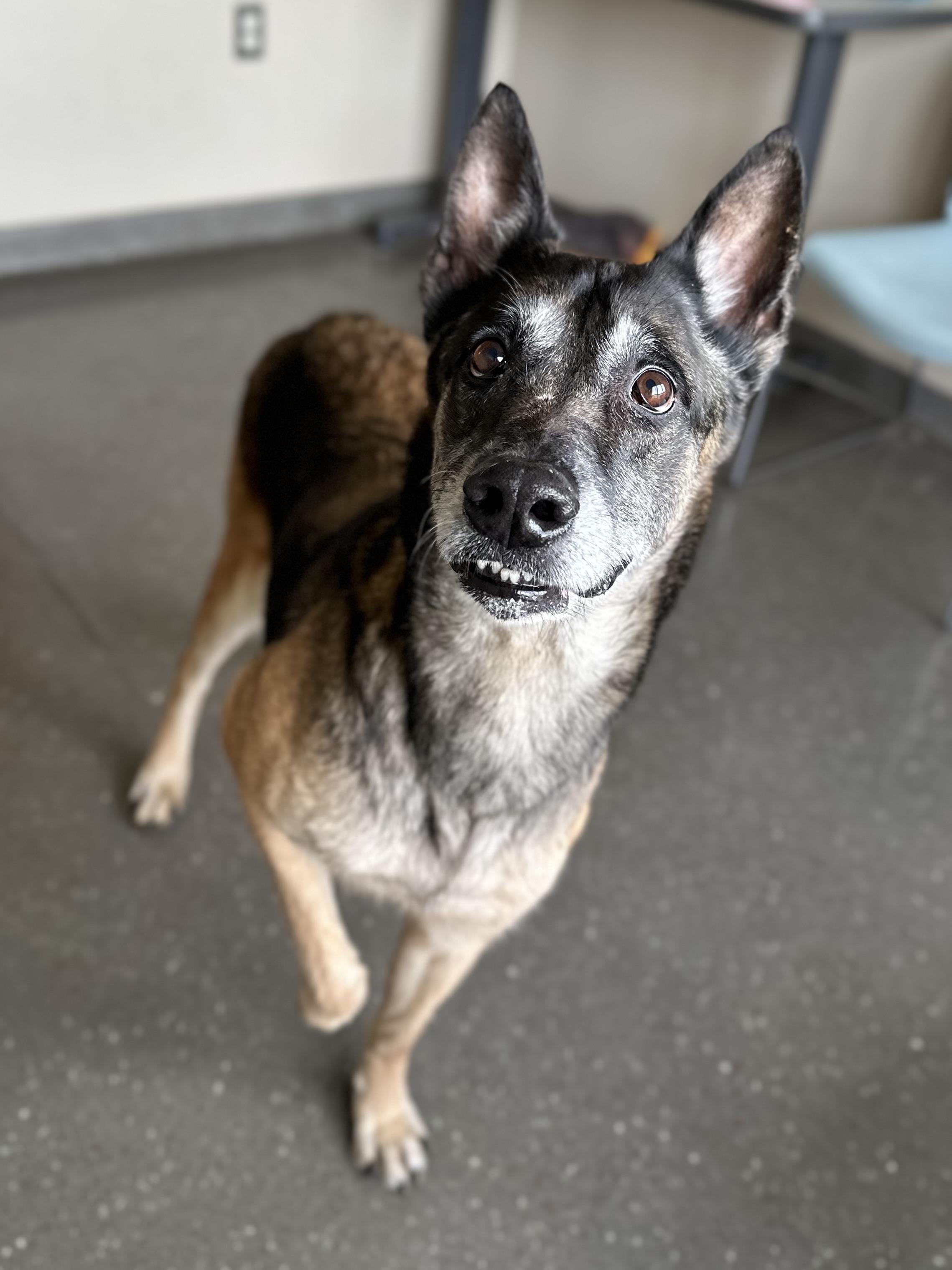 Enlarge DeAnn, a Adoptable Belgian Shepherd / Malinois in Valparaiso, IN image 4/4