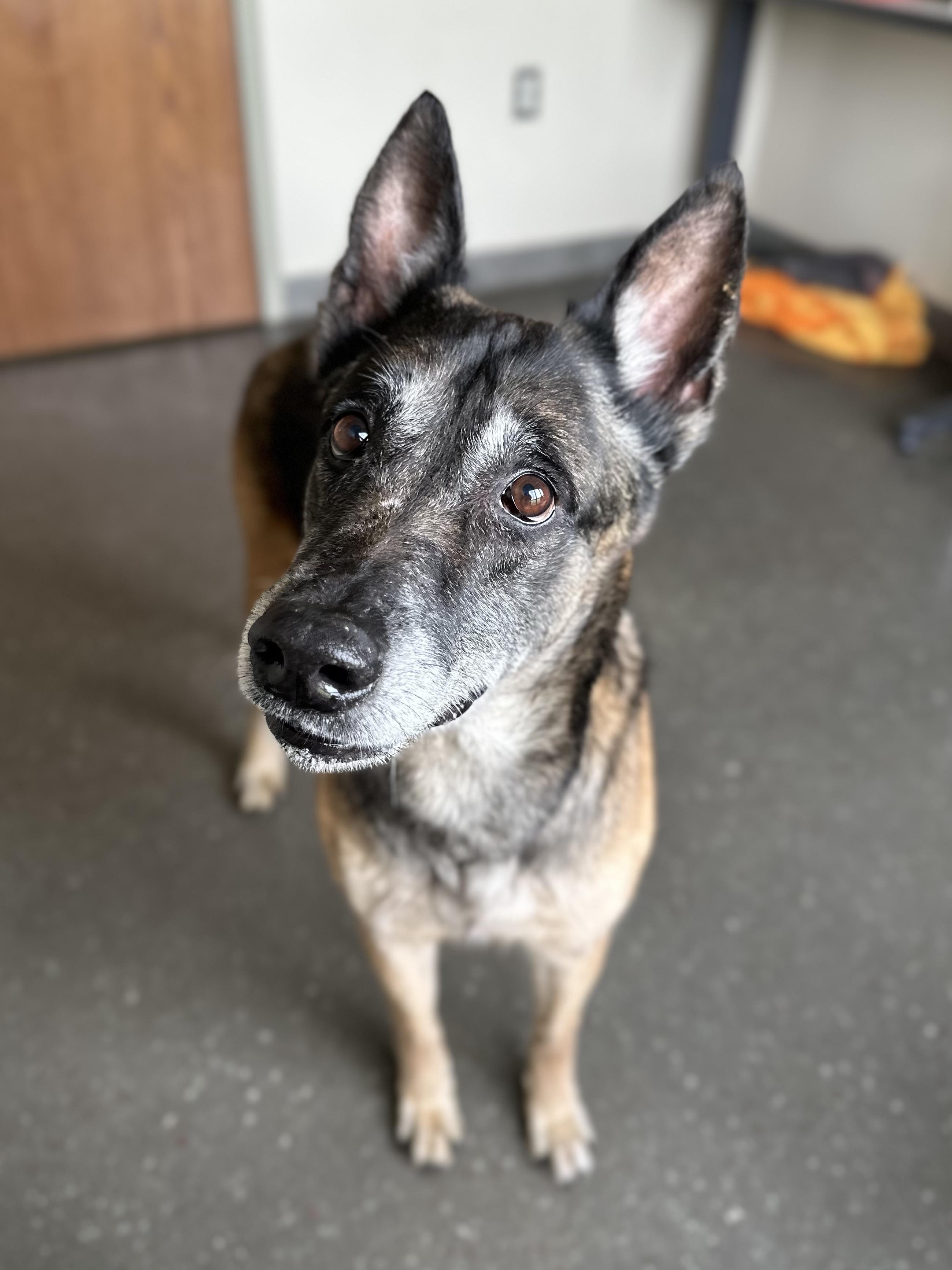 Enlarge DeAnn, a Adoptable Belgian Shepherd / Malinois in Valparaiso, IN image 2/4