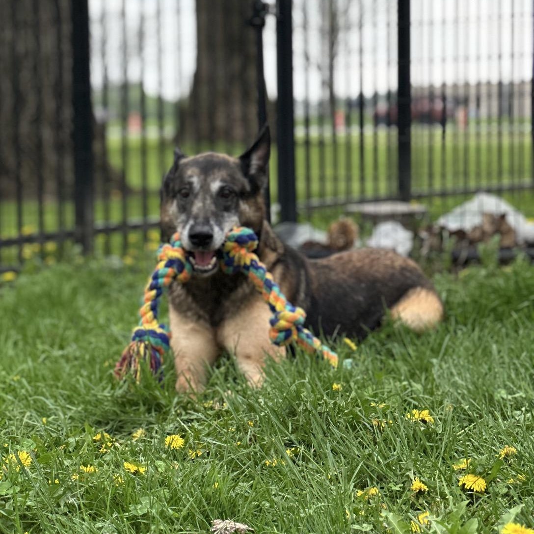 DeAnn, a Adoptable Belgian Shepherd / Malinois in Valparaiso, IN image 2/6