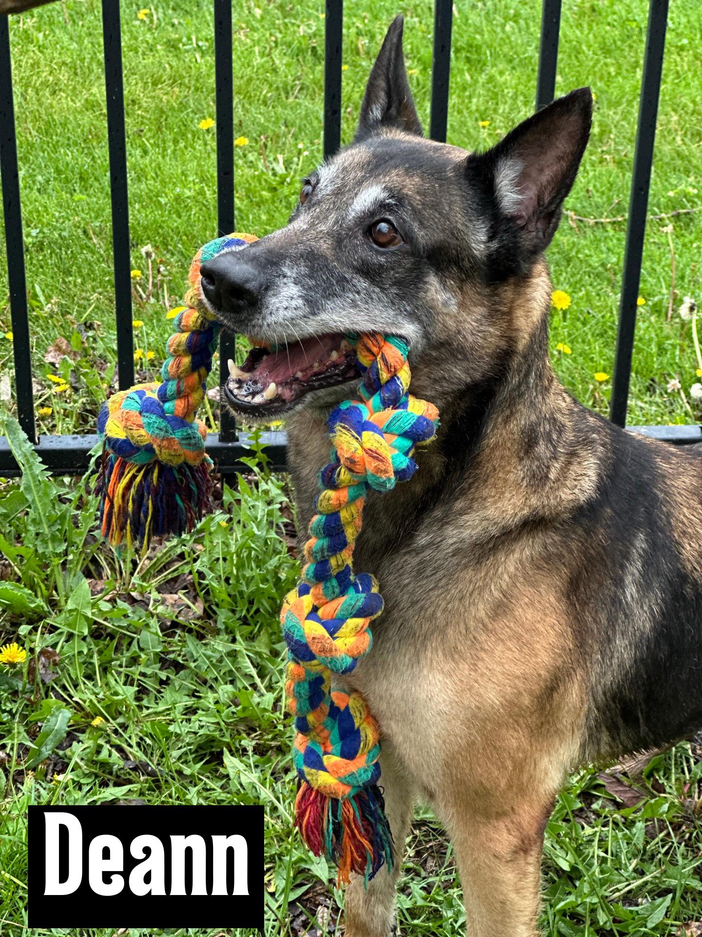 DeAnn, Adoptable, Senior Female Belgian Shepherd / Malinois.