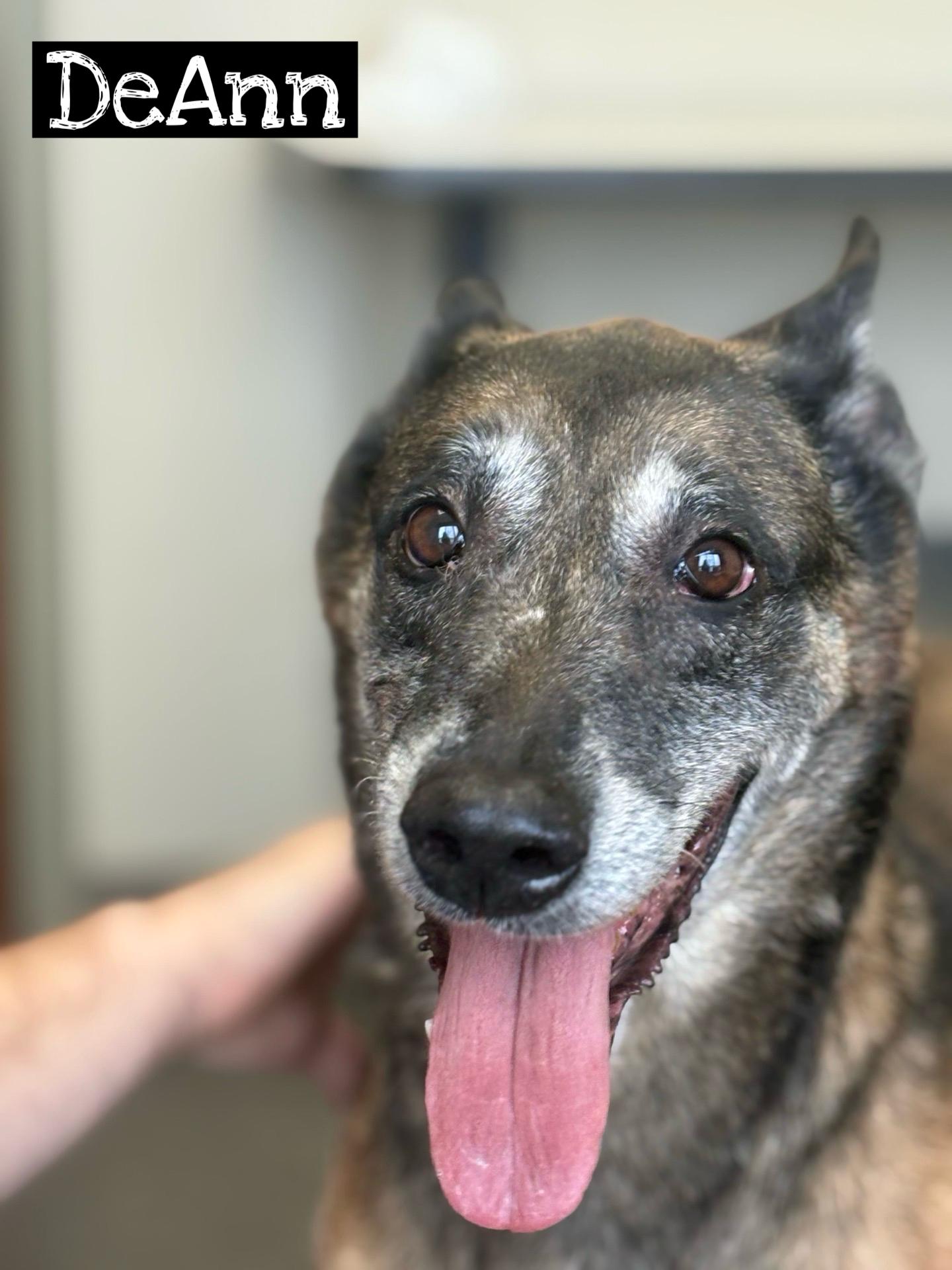 Enlarge DeAnn, a Adoptable Belgian Shepherd / Malinois in Valparaiso, IN image 1/4
