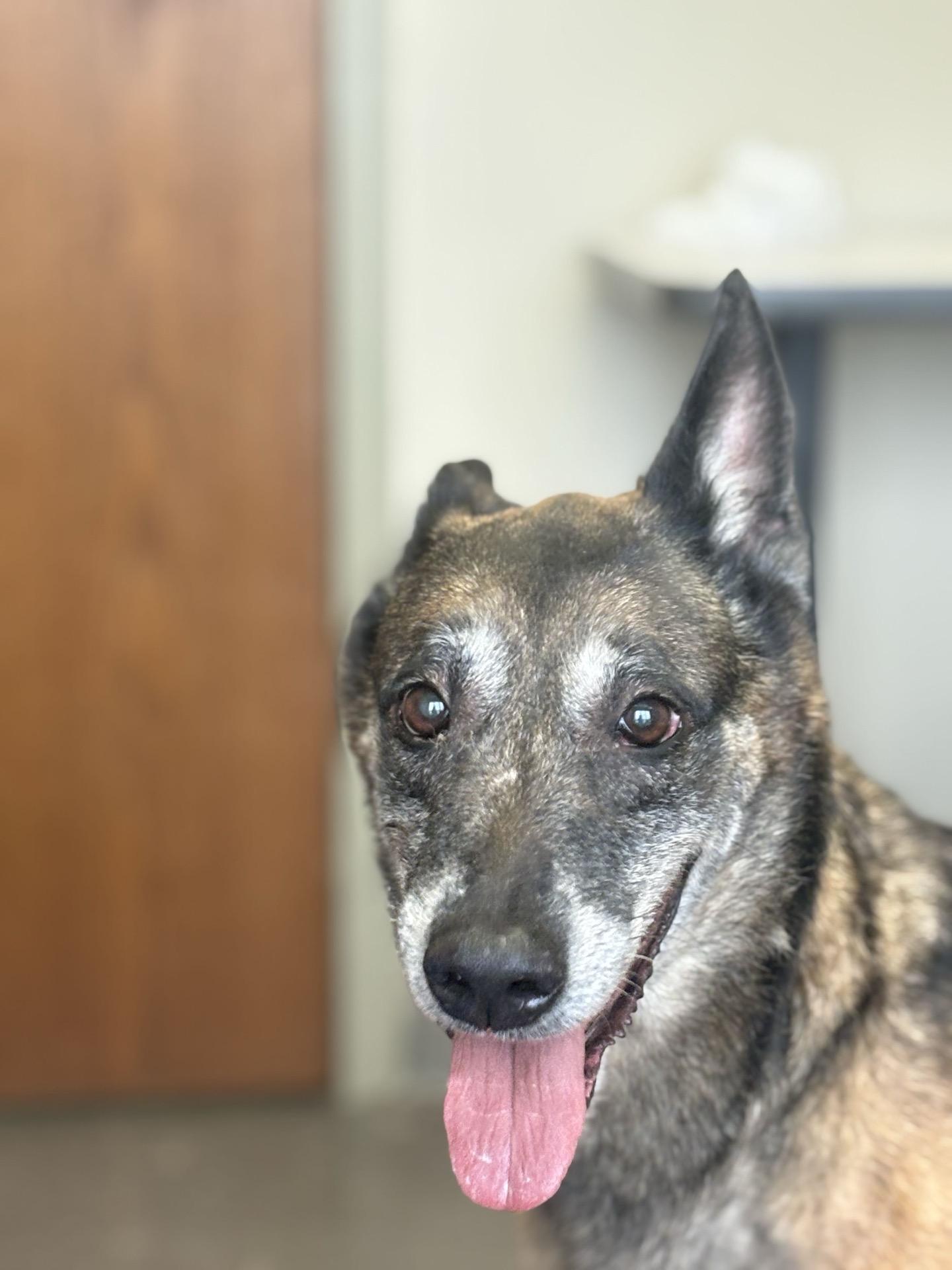 Enlarge DeAnn, a Adoptable Belgian Shepherd / Malinois in Valparaiso, IN image 3/4