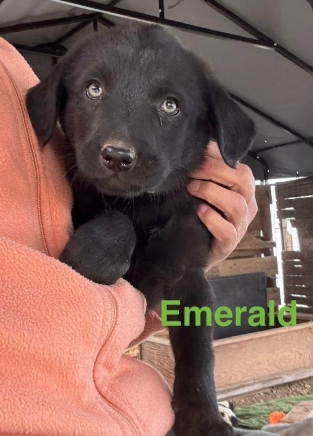Emerald, Adoptable, Puppy Female Shepherd.