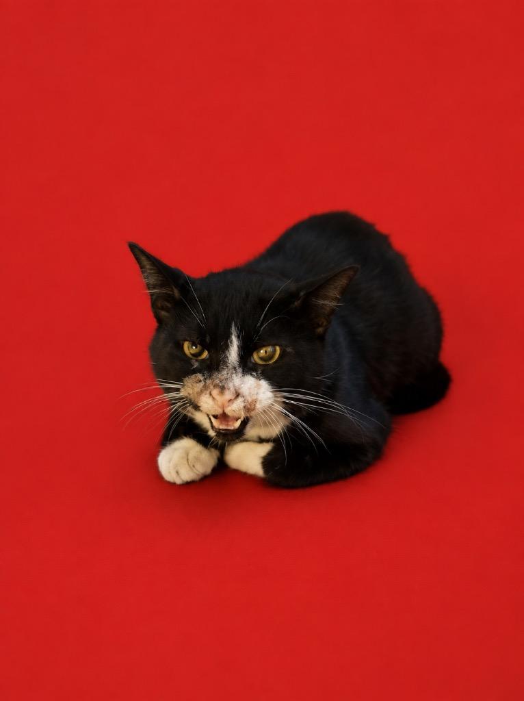 Tuffer, Adoptable, Young Male Domestic Short Hair.