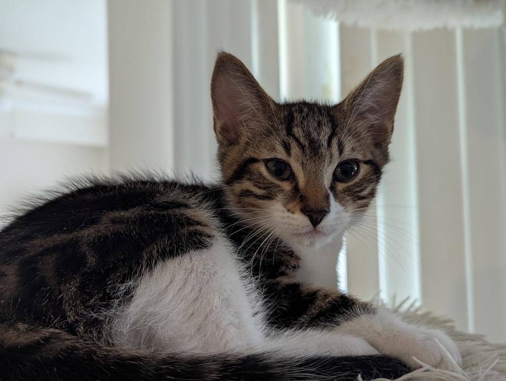 Enlarge Cinnamon Roll, a Adoptable Domestic Short Hair in Bellingham, WA image 2/3