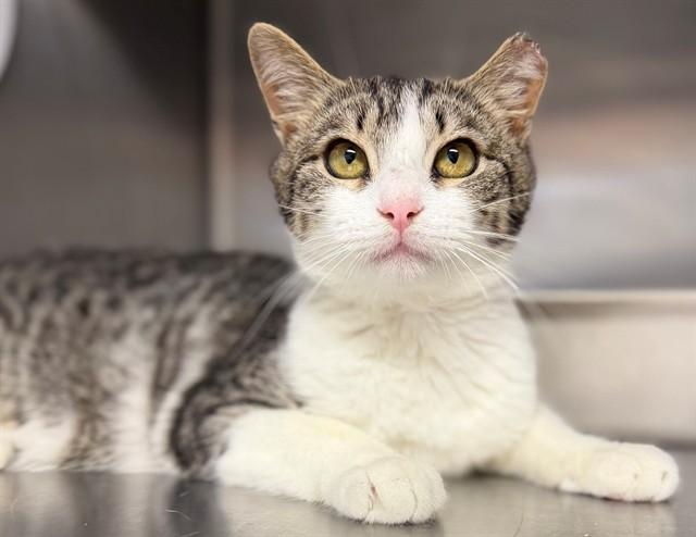 EDGAR, Adoptable, Young Male Domestic Short Hair.