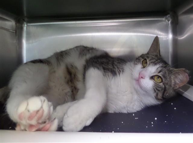 Enlarge EDGAR, a Adoptable Domestic Short Hair in Augusta, GA image 1/1