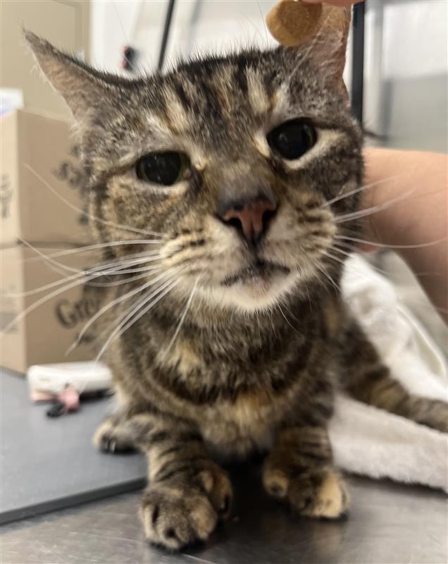 Boo, Adoptable, Senior Female Domestic Short Hair.