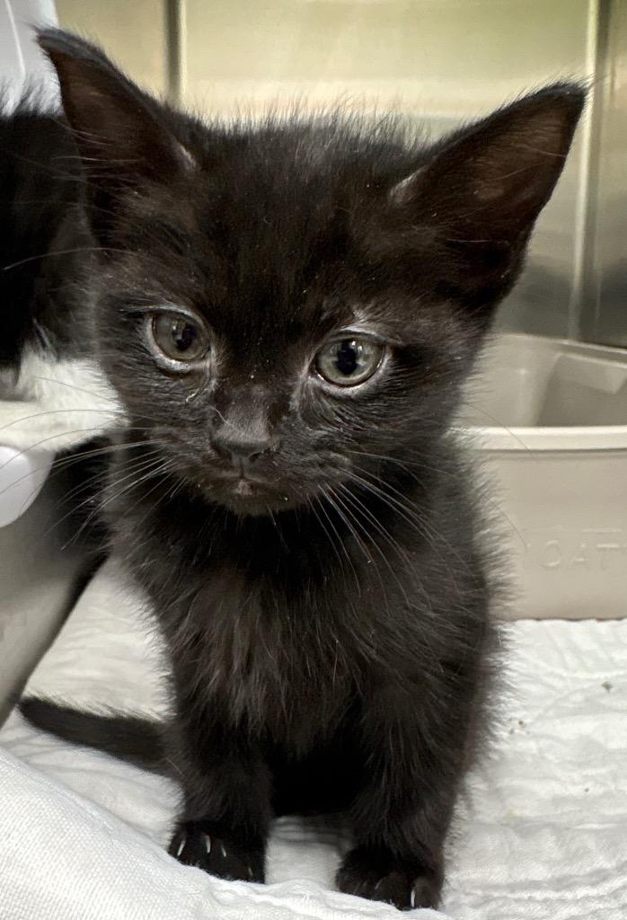 Pokemon - Eevee / AC 27908 E, a Adoptable mixed breed in Greeneville, TN image 1/3