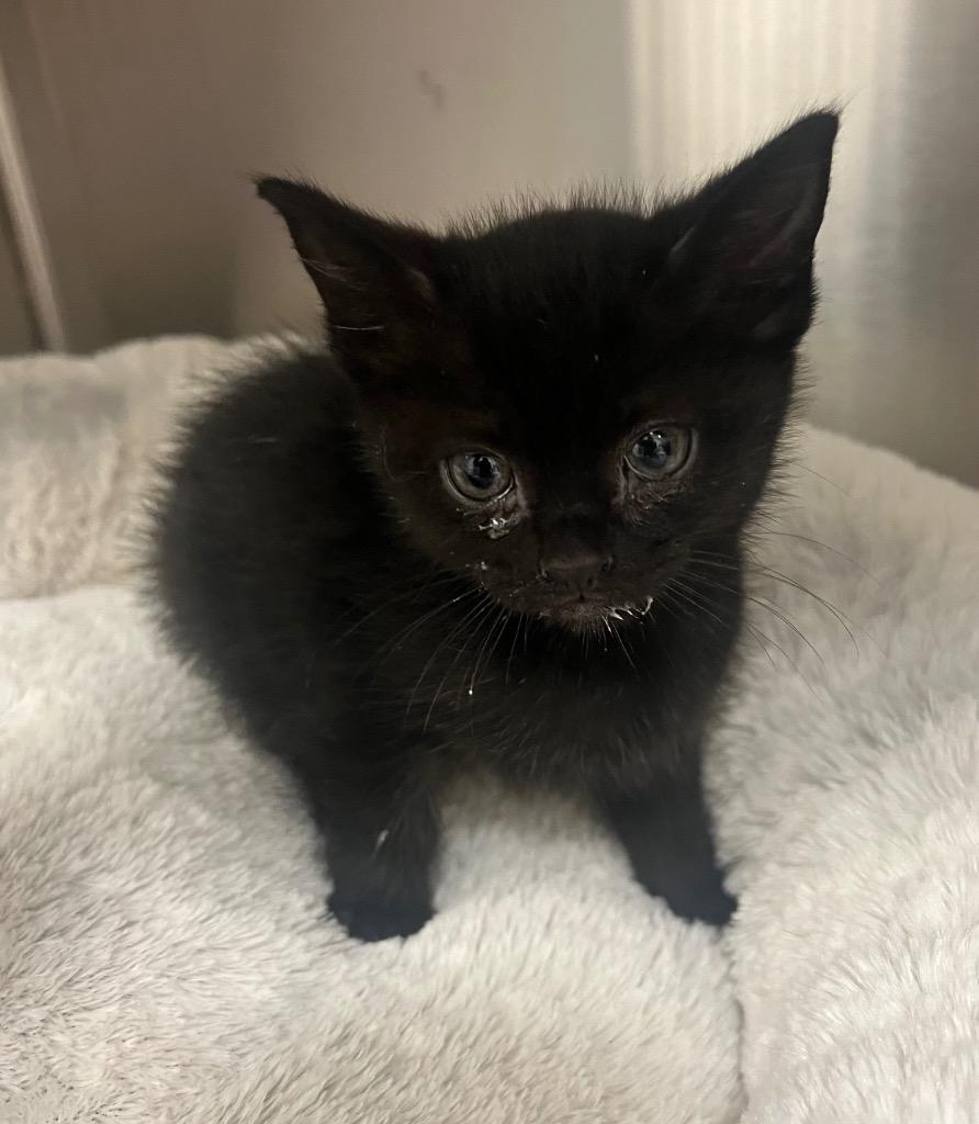 Pokemon - Eevee / AC 27908 E, a Adoptable mixed breed in Greeneville, TN image 2/3