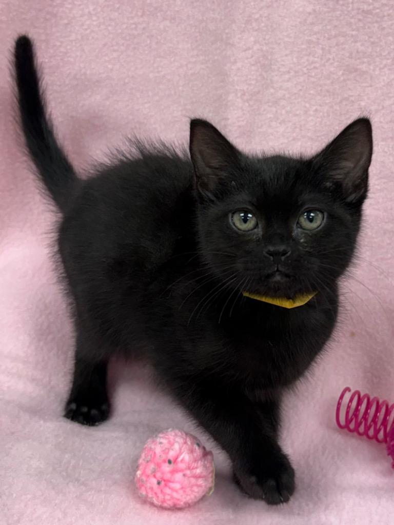 Pokemon - Eevee / AC 27908 E, a Adoptable mixed breed in Greeneville, TN image 3/3