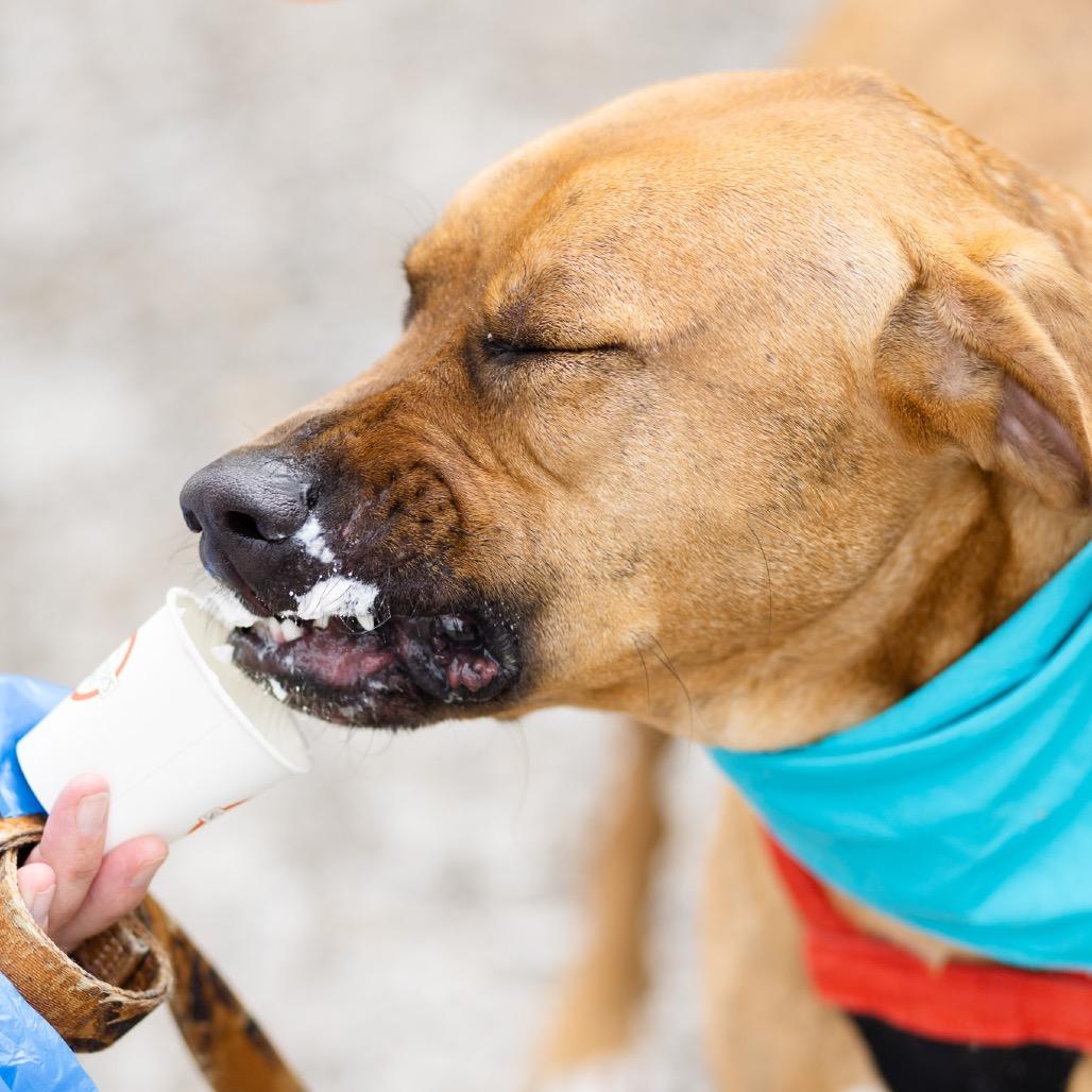 Dozer, Adoptable, Adult Male Plott Hound & Boxer.