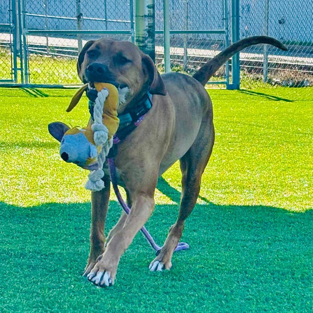 Enlarge Dozer, a Adoptable mixed breed in Evansville, IN image 2/6