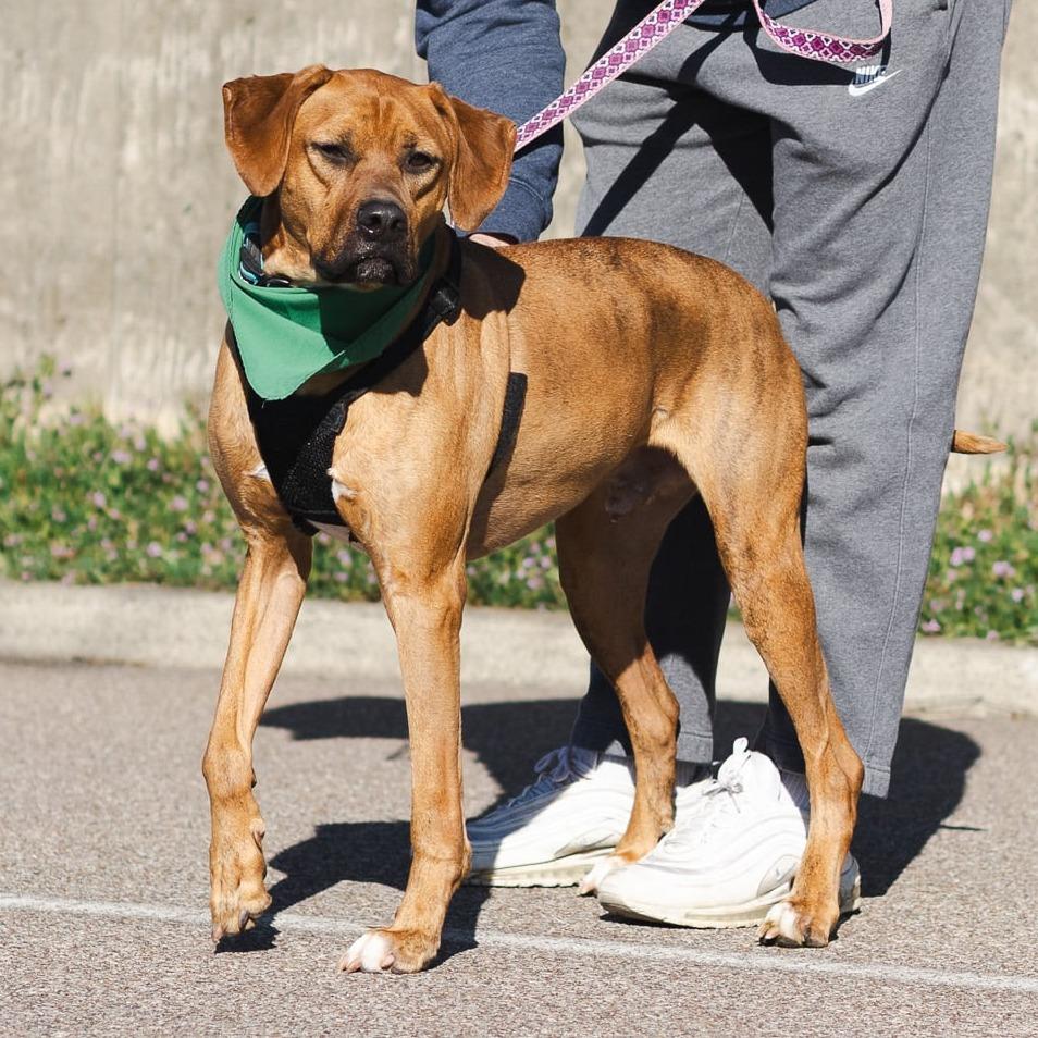 Enlarge Dozer, a Adoptable mixed breed in Evansville, IN image 3/6