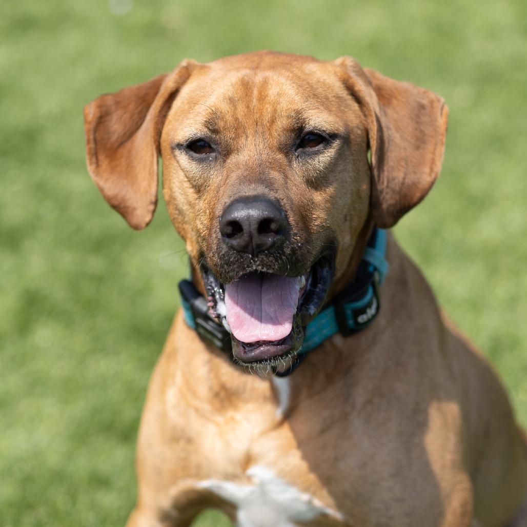Enlarge Dozer, a Adoptable mixed breed in Evansville, IN image 4/6