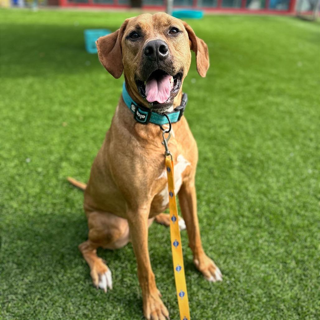 Enlarge Dozer, a Adoptable mixed breed in Evansville, IN image 5/6