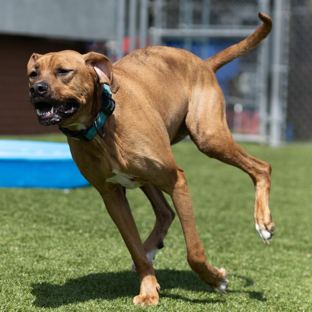Enlarge Dozer, a Adoptable mixed breed in Evansville, IN image 6/6