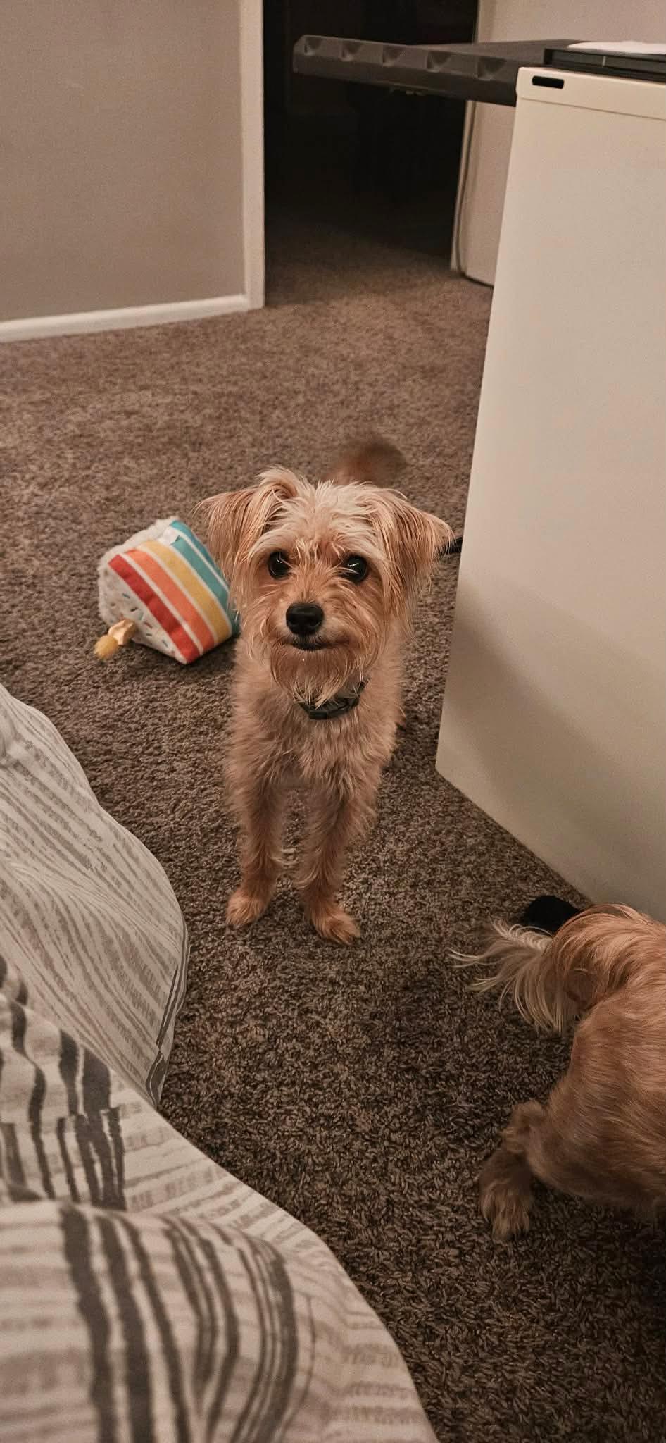 Toby, Adoptable, Young Male Terrier.