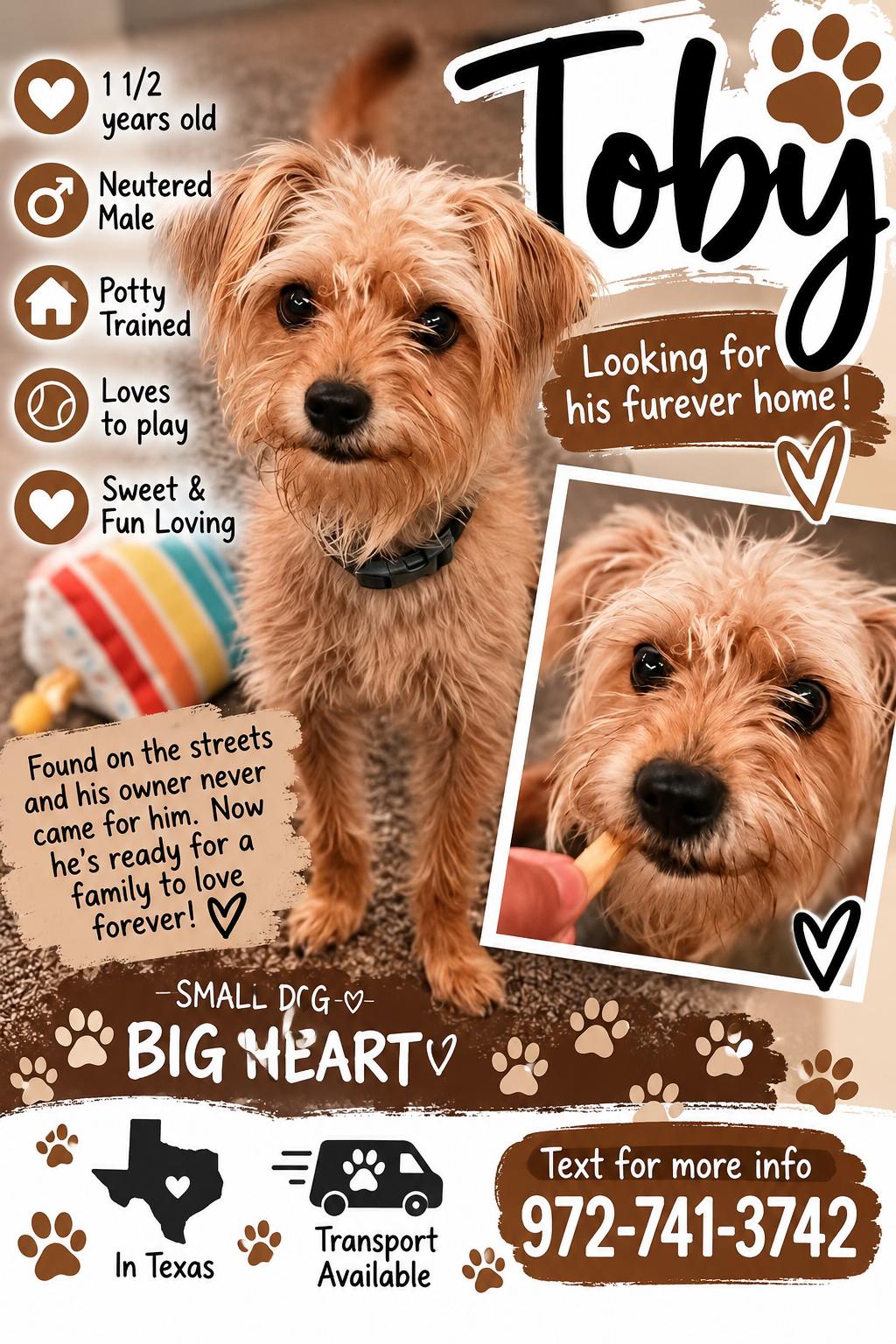Enlarge Toby, a Adoptable mixed breed in San Antonio, TX image 2/2