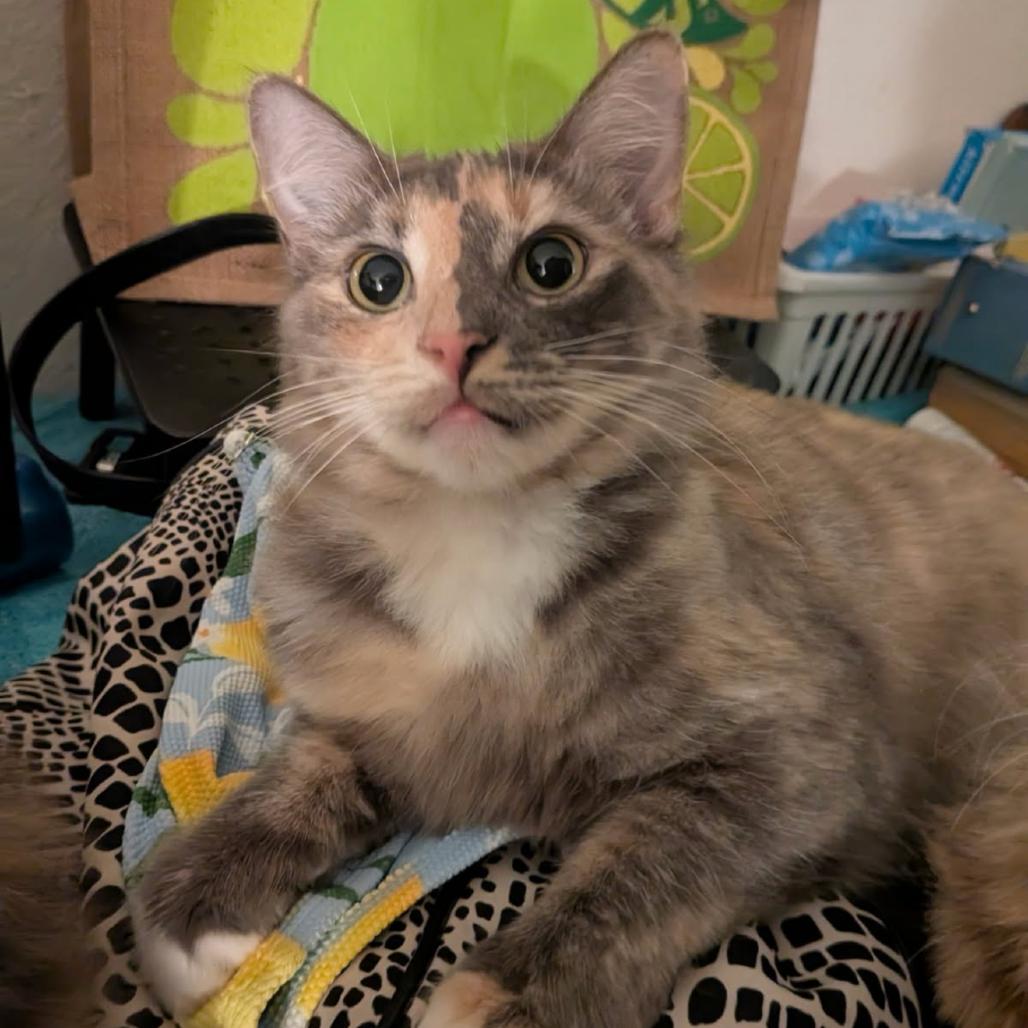 Andromeda, a Adoptable Domestic Short Hair in Brea, CA image 1/2