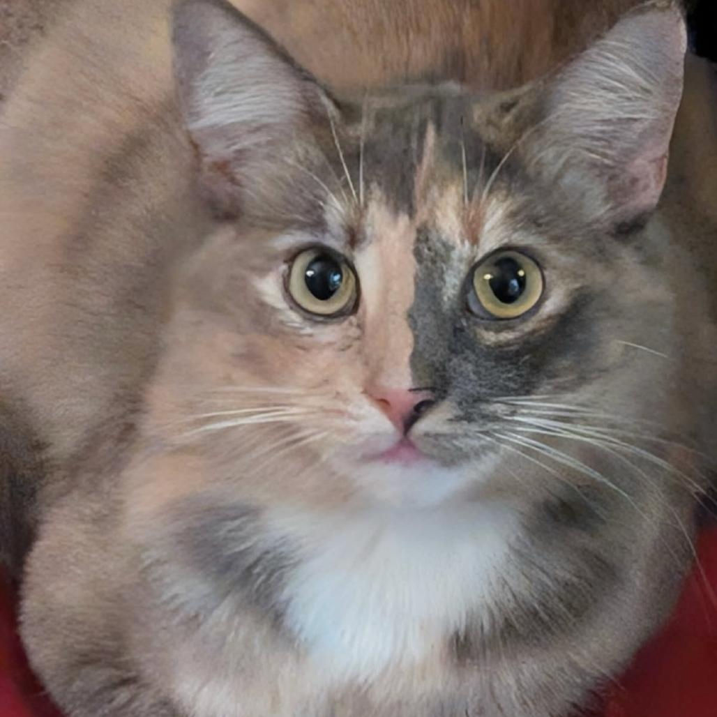 Andromeda, a Adoptable Domestic Short Hair in Brea, CA image 2/2