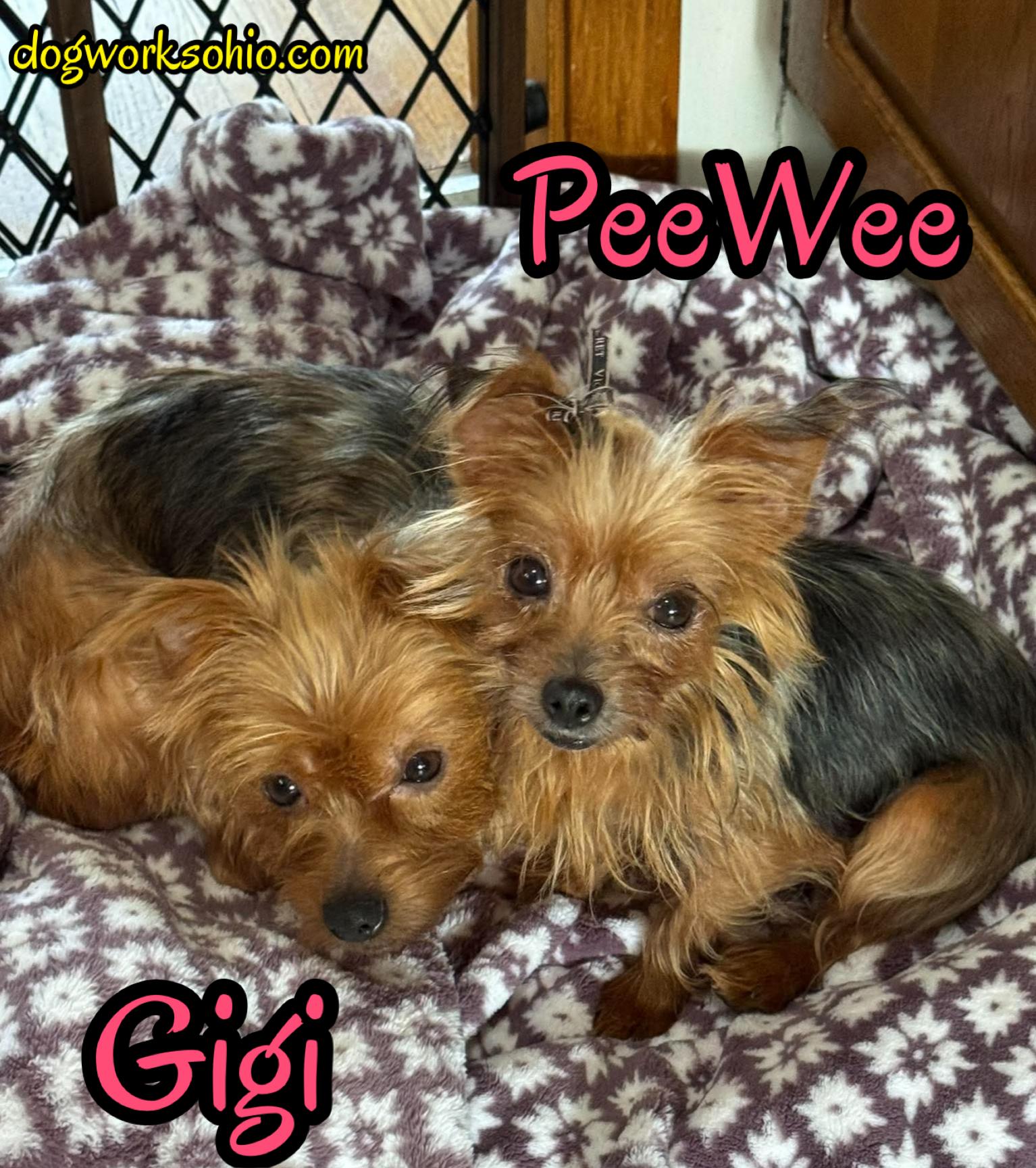 Gigi and PeeWee, Adoptable, Adult Female Yorkshire Terrier.