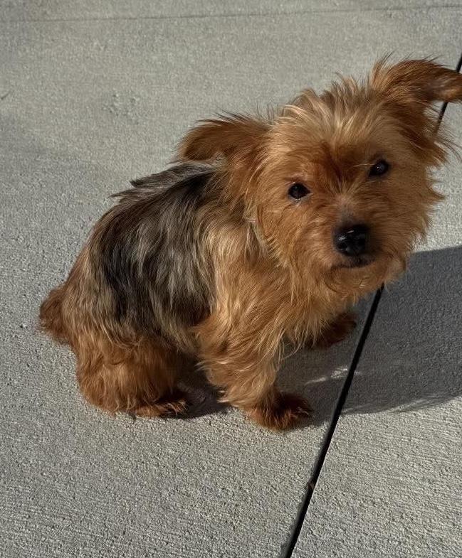 Enlarge Gigi and PeeWee, a Adoptable Yorkshire Terrier in Toledo, OH image 3/4
