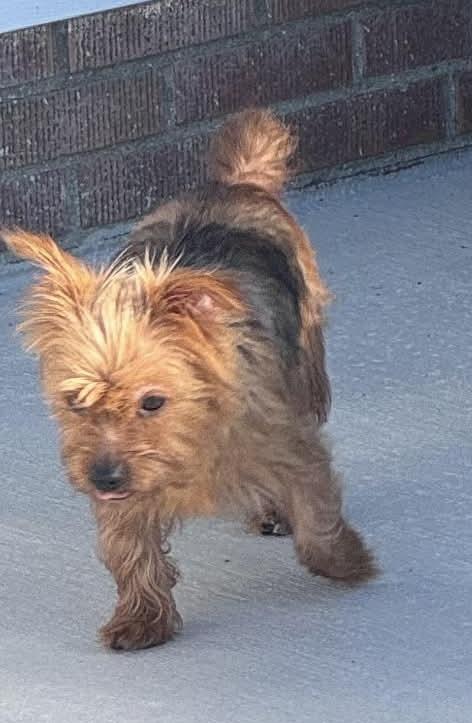 Enlarge Gigi and PeeWee, a Adoptable Yorkshire Terrier in Toledo, OH image 4/4