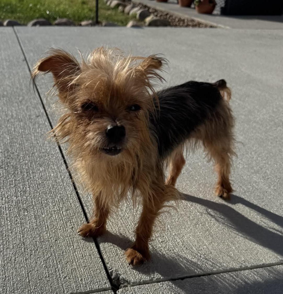 Enlarge Gigi and PeeWee, a Adoptable Yorkshire Terrier in Toledo, OH image 2/4