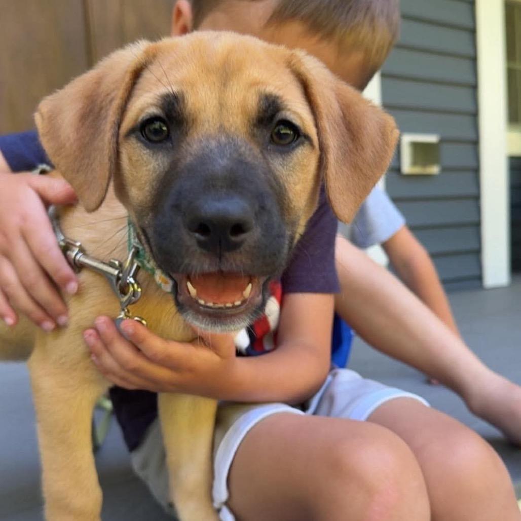 Miley, Adoptable, Puppy Female Labrador Retriever & Mixed Breed.
