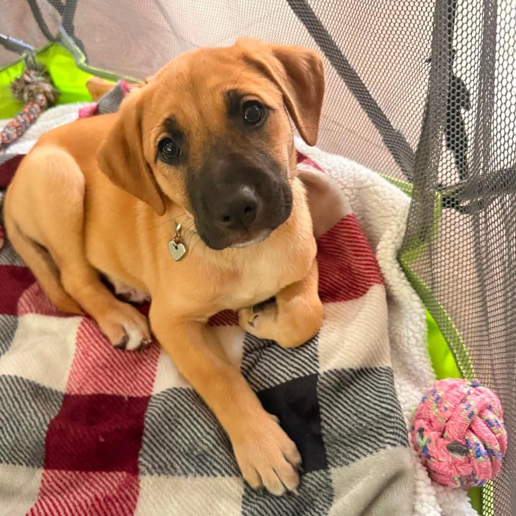 Miley, a Adoptable mixed breed in Griswold, CT image 3/5
