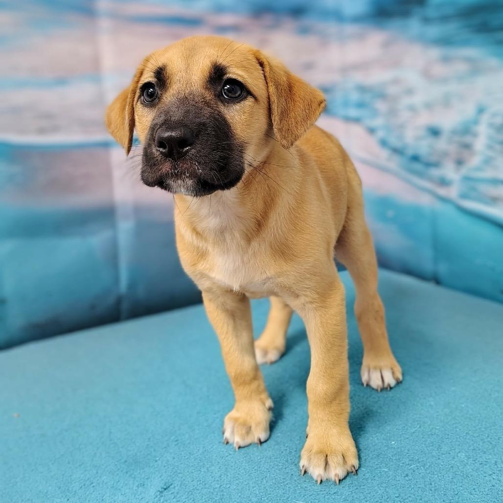 Miley, a Adoptable mixed breed in Griswold, CT image 4/5