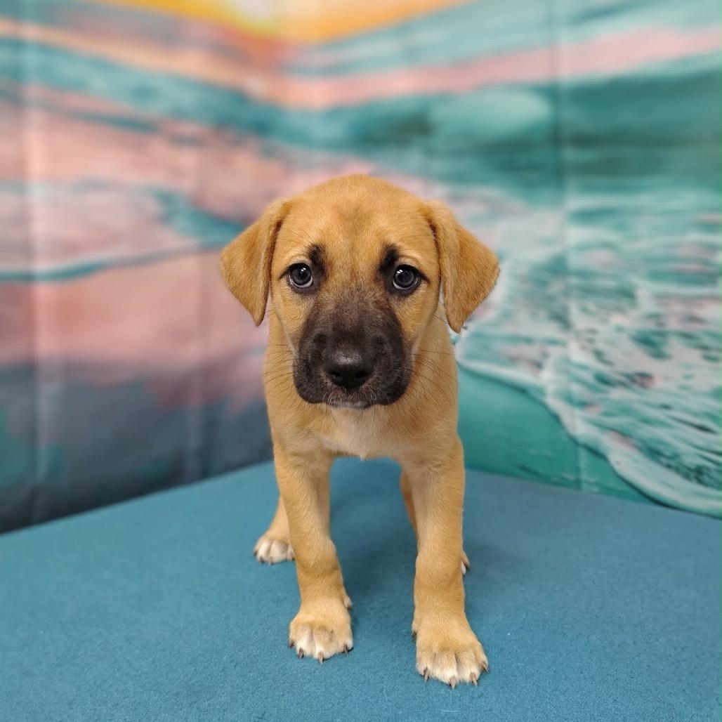 Miley, a Adoptable mixed breed in Griswold, CT image 5/5