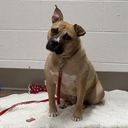 Baby, Adoptable, Adult Female Pit Bull Terrier & Mixed Breed.