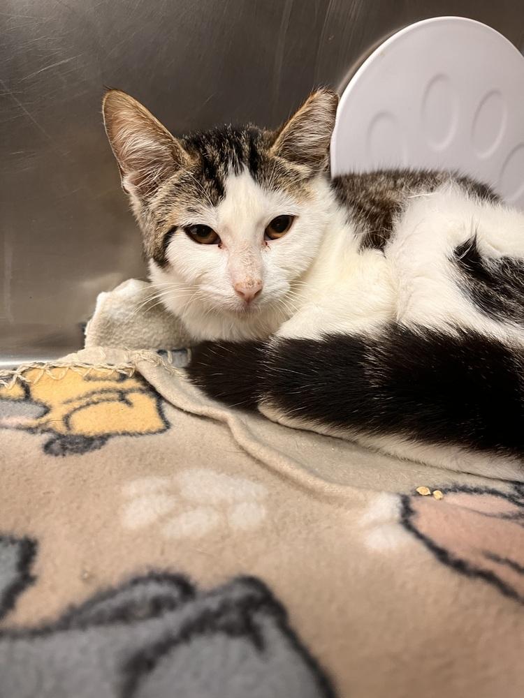 Enlarge Shimmer, a Adoptable Tabby in Stockton, CA image 1/1