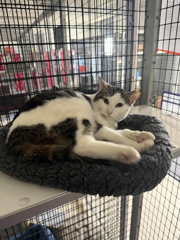 Enlarge Shimmer, a Adoptable Tabby in Stockton, CA image 2/3