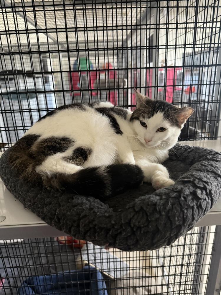 Enlarge Shimmer, a Adoptable Tabby in Stockton, CA image 3/3