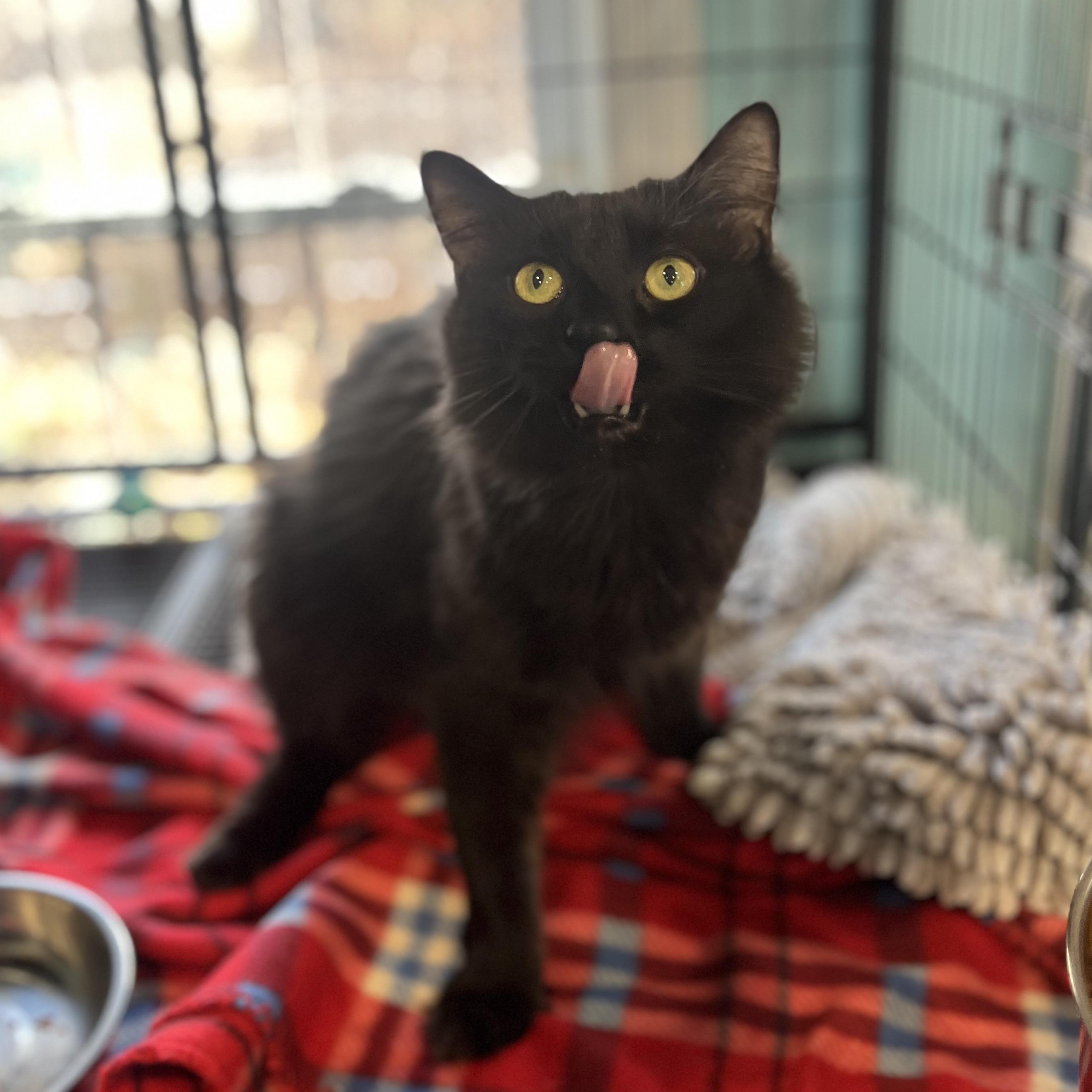 Mo (Maureen), adopted, Adult Female Domestic Medium Hair.